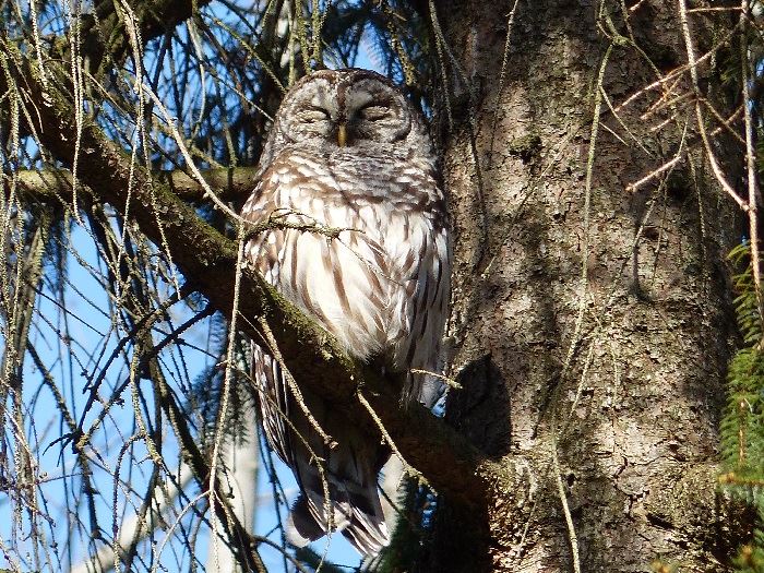 irwin-barred-owl-steves-photo-002-700x500jpg