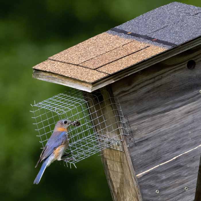 bluebird-eastern-female-oo-nest-box-6-4-24-weber-20-gigajpg