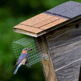 bluebird-eastern-female-oo-nest-box-6-4-24-weber-20-gigajpg