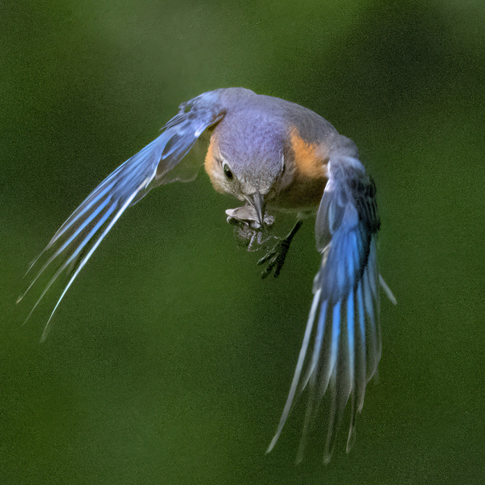 Bluebird Eastern female - OO nest box 6-4-24 Weber - 49-giga.jpg