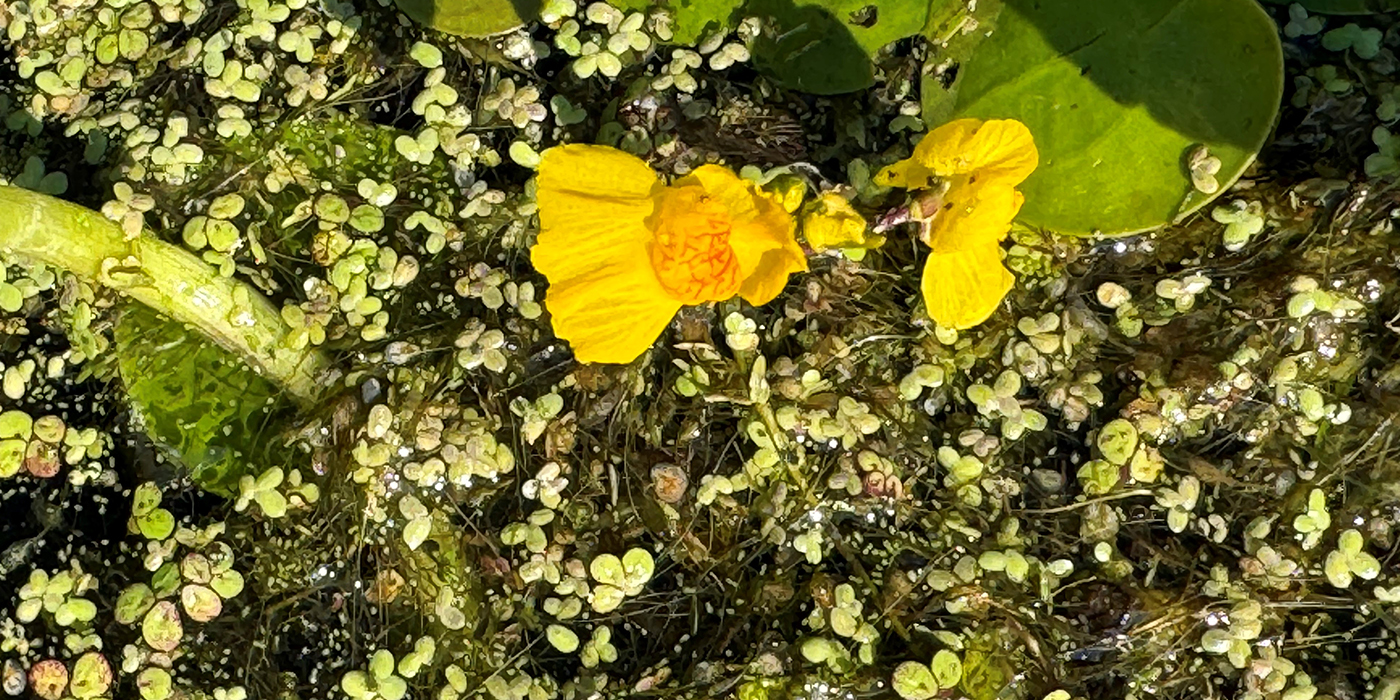 Bladderwort JW 1400x700.jpg