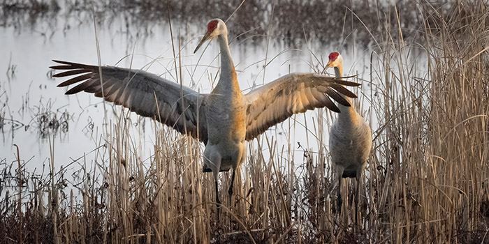 crane-sandhill-mating-ritual-wpmc-weber-3-21-23-02-very_comp-5400p700x350jpg