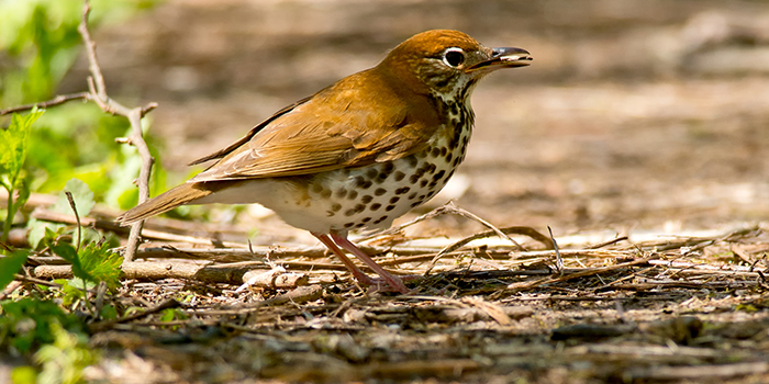 wood-thrush-700x350jpg