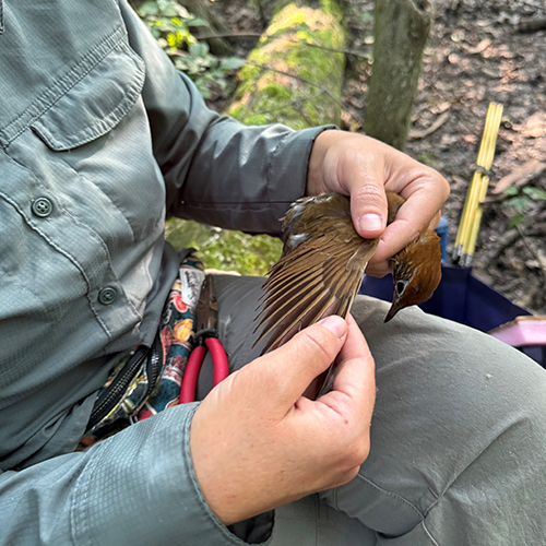 Wood Thrush Banding 500x500.jpg