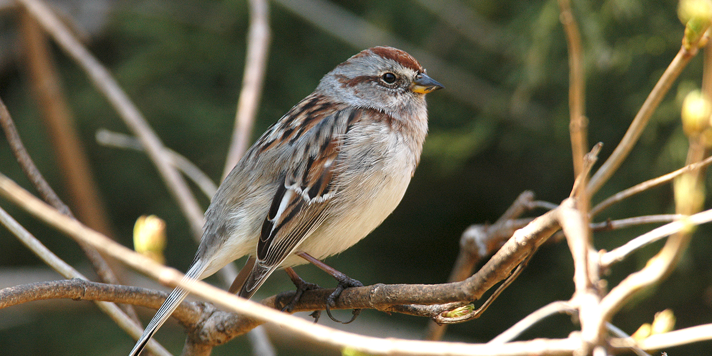 american-tree-sparrow-1400x700jpg