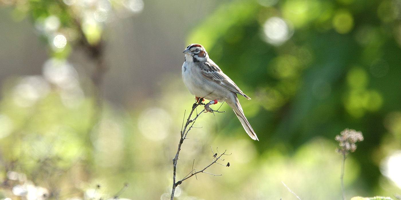 lark-sparrow-1400x700jpg