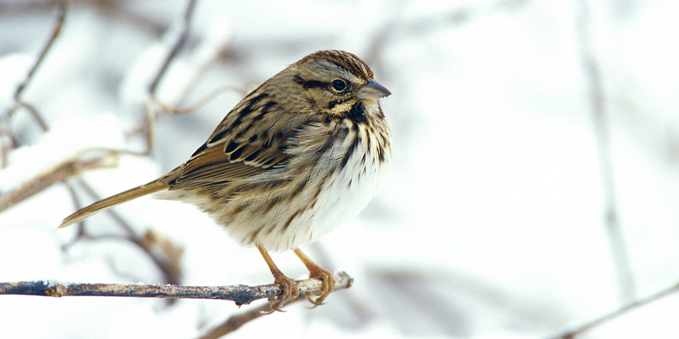 song-sparrow-1400x700jpg