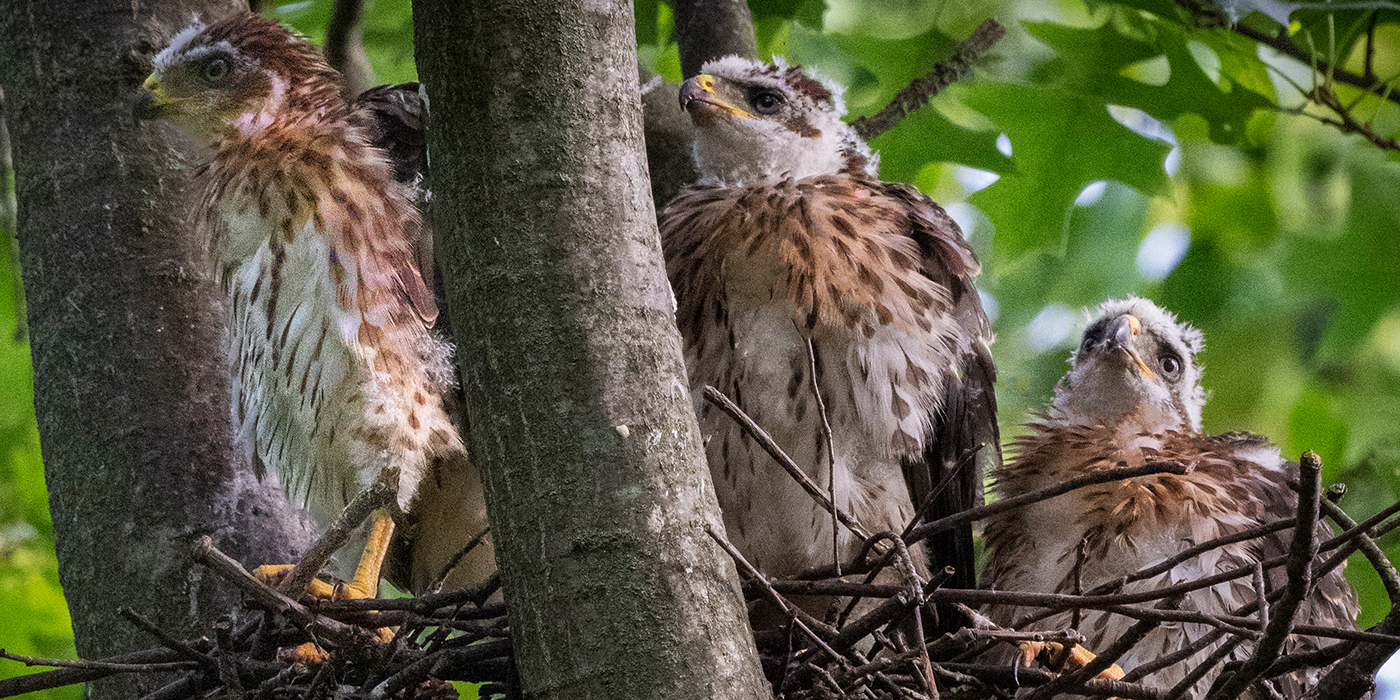 cooper-hawk-1400x700jpg