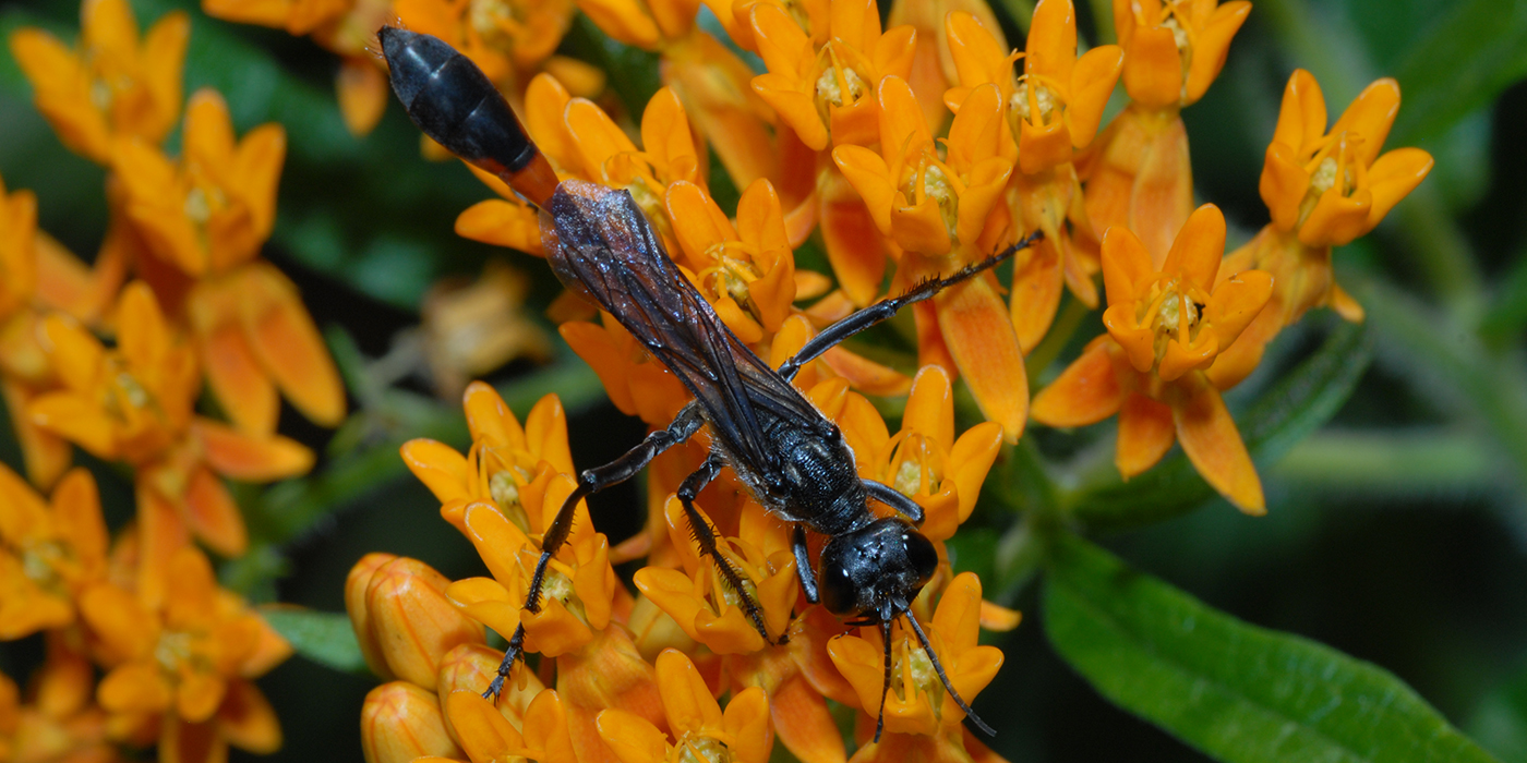 antenna-waving-wasp-1400x700jpg