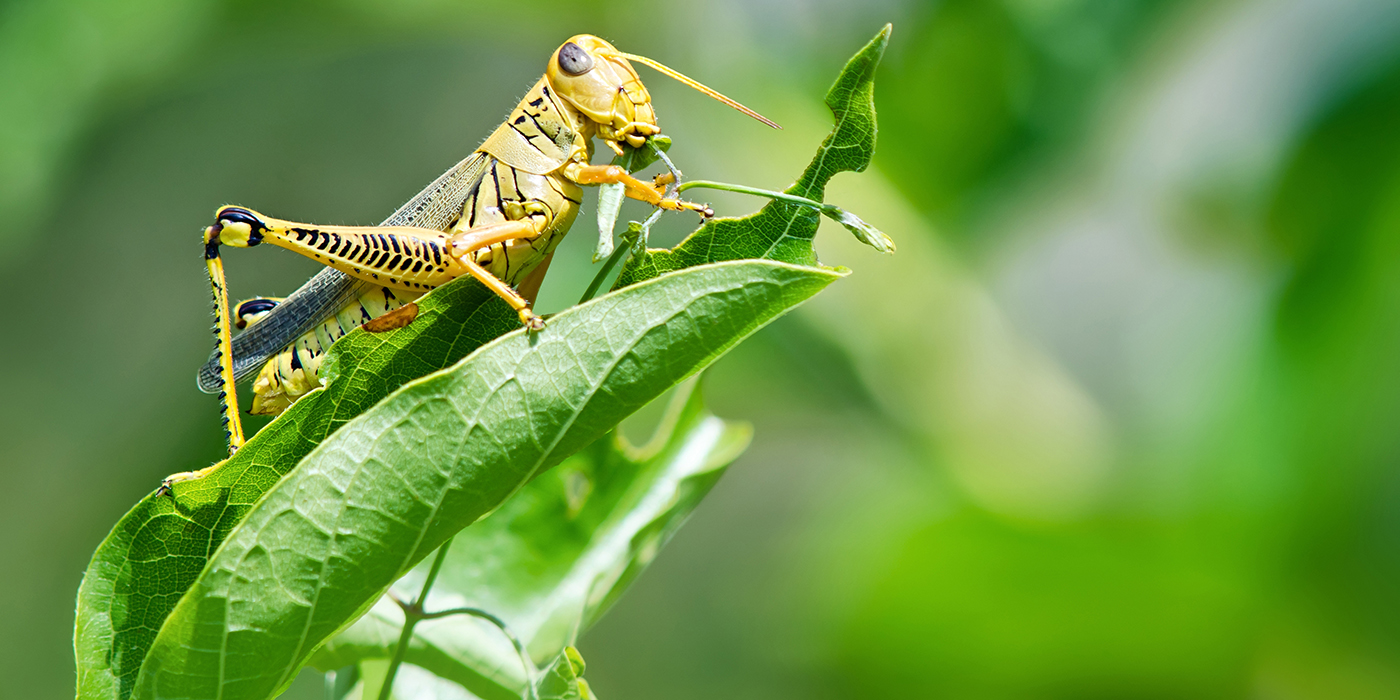 grasshopper-1400x700jpg