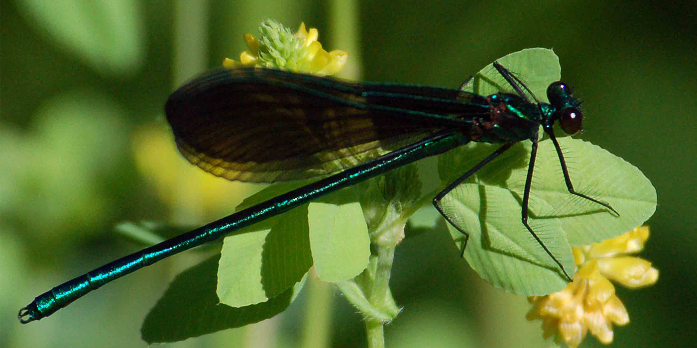 damsel-fly-1400x700jpg