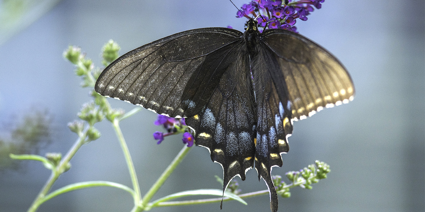 long-term-butterflies-1400x700jpg