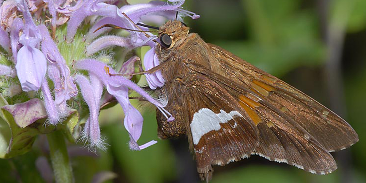 skipper-1400x700jpg