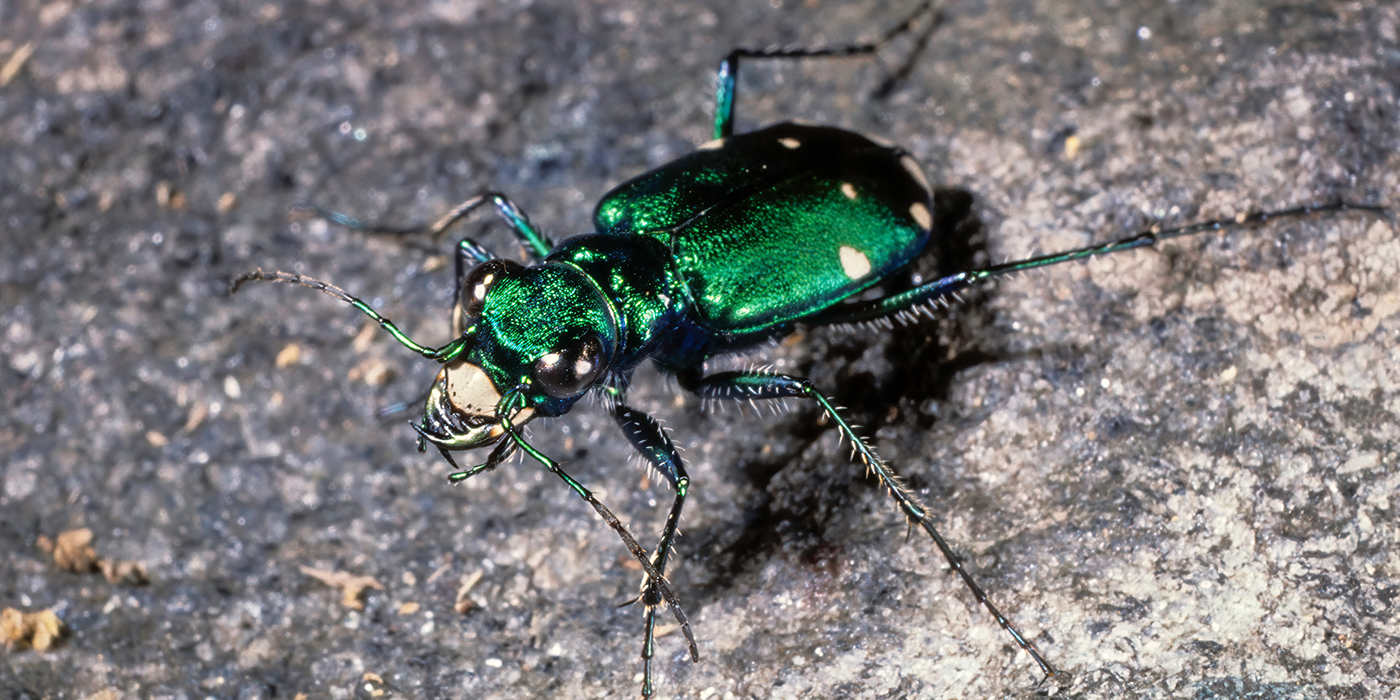 tiger-beetle-1400x700jpg