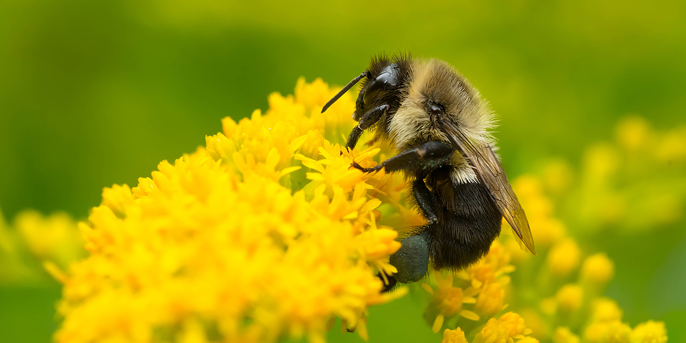 bumble-bee-1400x700jpg