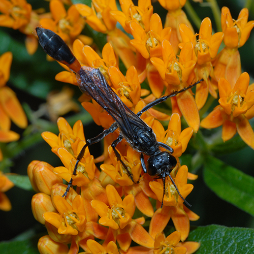 Antenna Waving Wasp 500x500.jpg