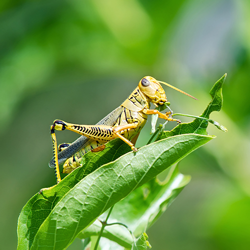 Grasshopper 500x500.jpg