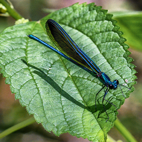 Damsel Fly 500x500.jpg