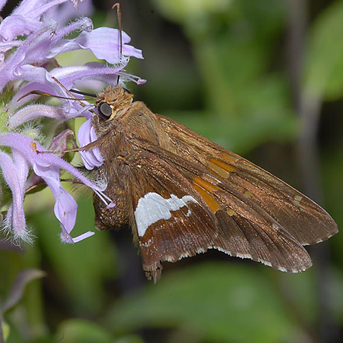 Skipper 500x500.jpg