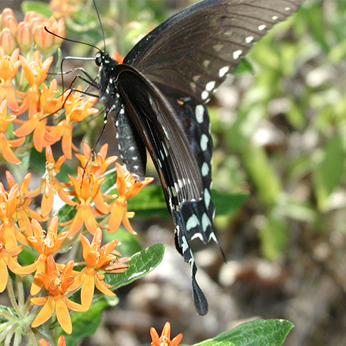 Long Term Burtterflies 500x500.jpg