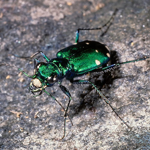 Tiger Beetle 500x500.jpg