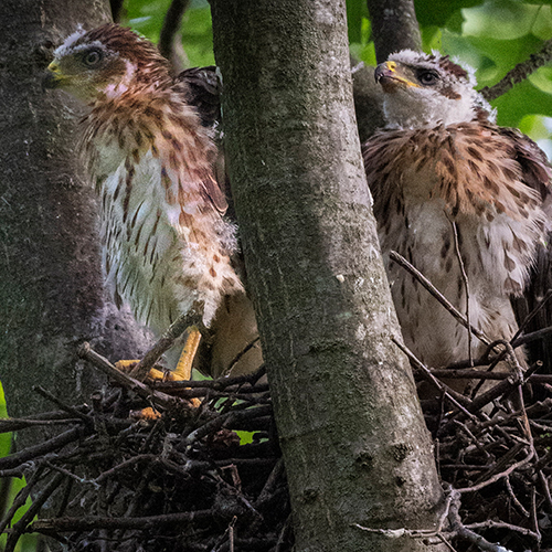 Cooper Hawk 500x500.jpg