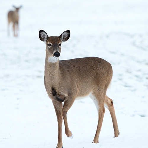 Deer Management 500x500.jpg