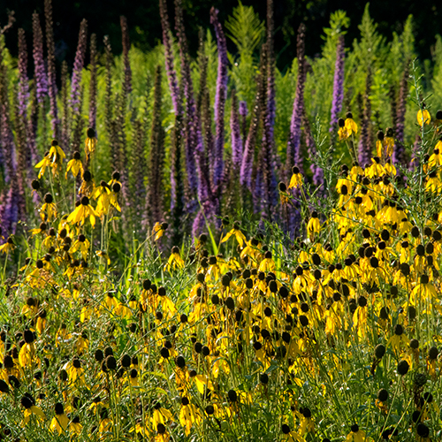 BCNativeSeedNursery 500x500.jpg