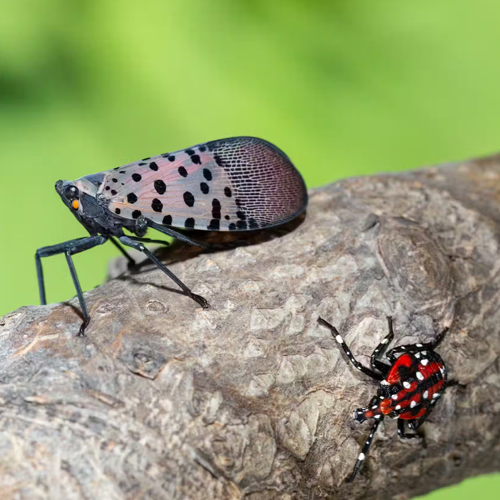 Spotted Lantern Fly 500x500.jpg