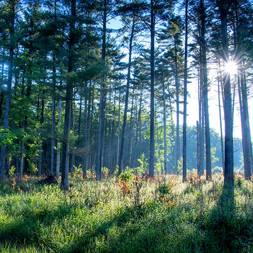 Timber Management 500x500.jpg