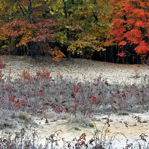 Oak Openings Cooridor 500x500 Highlights.jpg