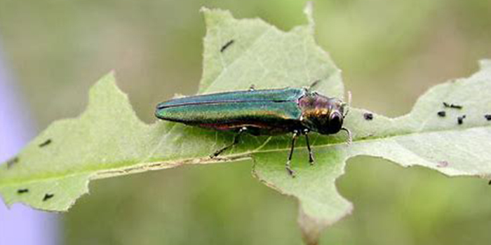 Emerald Ash Borer 700x350.jpg