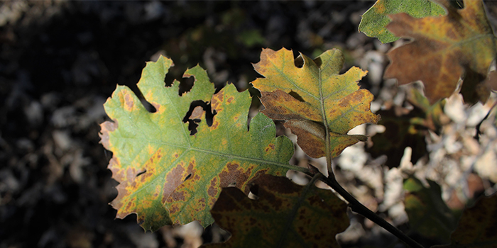 Oak Wilt 700x350.jpg