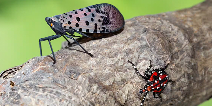 Spotted Lantern Fly 700x350.jpg