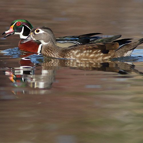 Wood Ducks.jpg