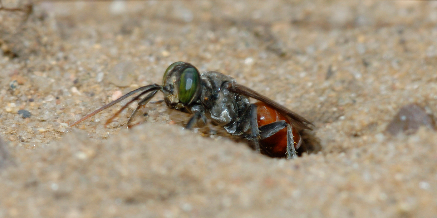 antenna-waiving-wasp-1400x700jpg