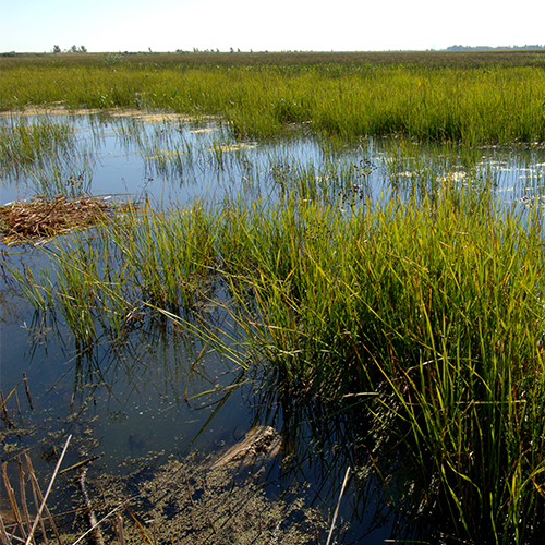 Howard Marsh Placeholder 1 500x500.jpg