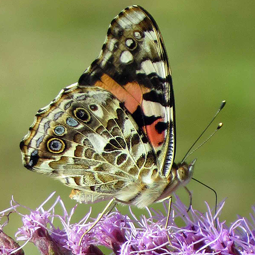 2014-07-24 Painted Lady 127b1 (2) 500X500.jpg