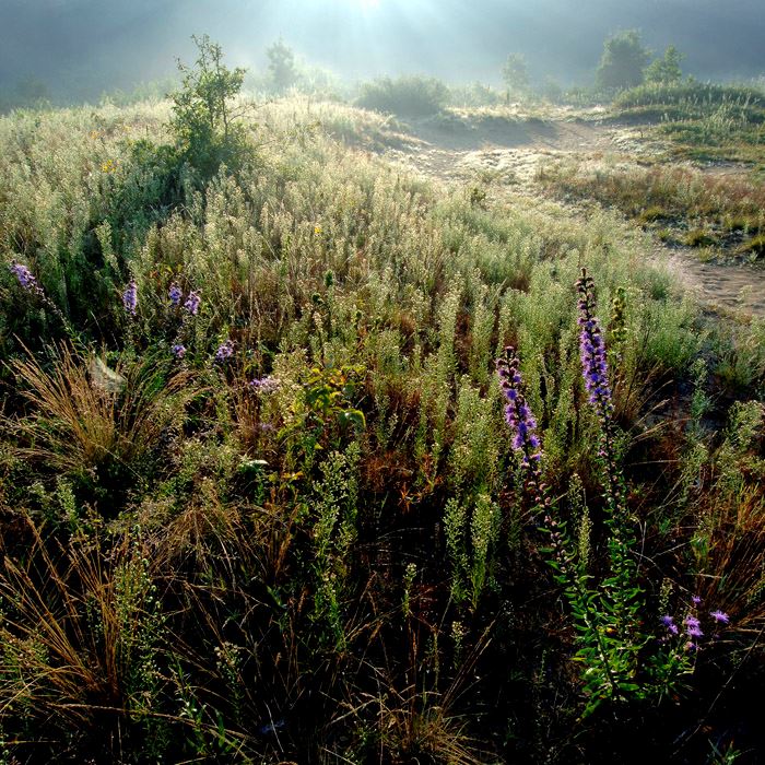 oo-girdham-rd-dunes-plus-rough-blazing-star-13jpg