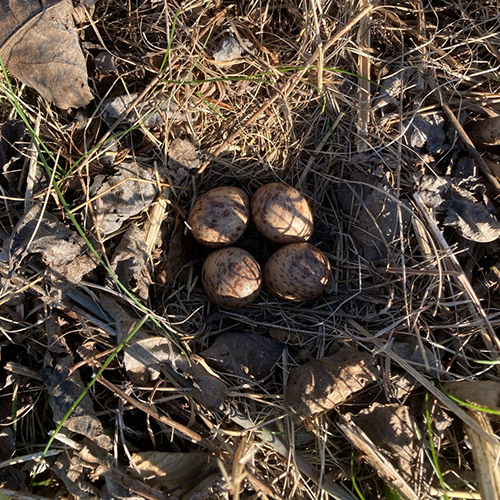 Nest with Eggs OOP.jpg