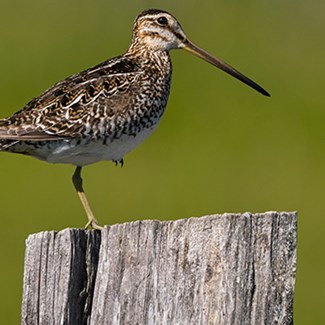 wilsons-snipe-stock-photo-700x350jpg