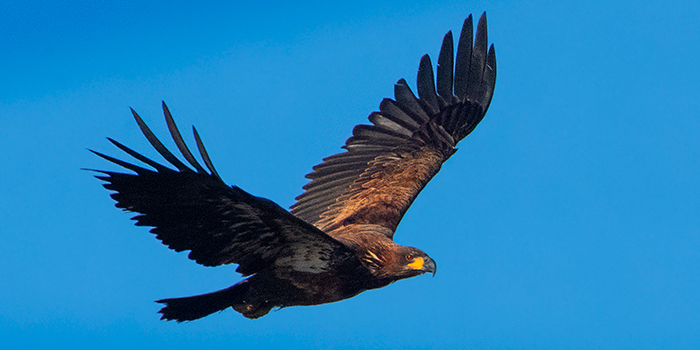 art-w-wpmc-bald-eagle-sub-adult-3-21-21-021-700x350jpg