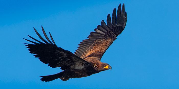 art-w-wpmc-bald-eagle-sub-adult-3-21-21-021-700x350jpg