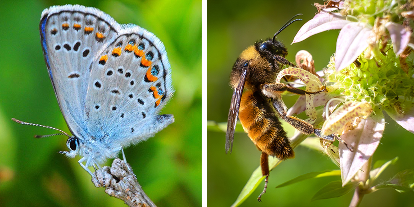 Karner Blue and Bumble Bee Combined.jpg