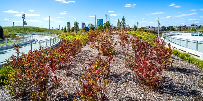 green-team-native-landscaping-blog-post-2025jpg