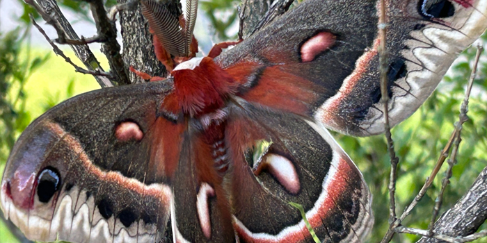 moth-700x350jpg