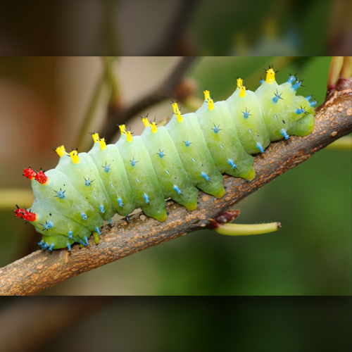 caterpillar 500x500.jpg (1)