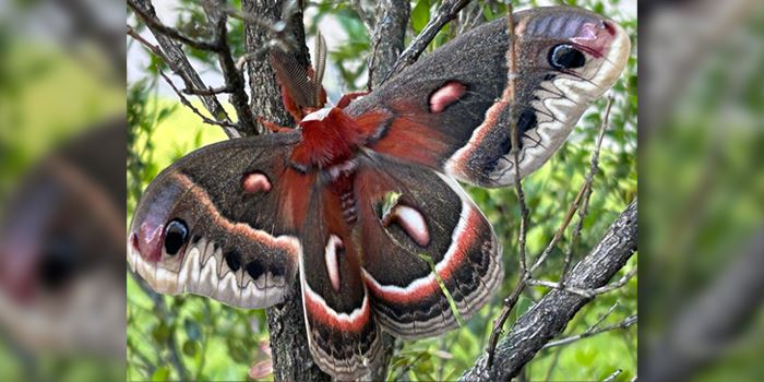 moth-700x350jpg-1