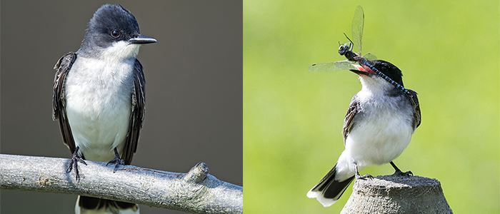birds-700x300jpg