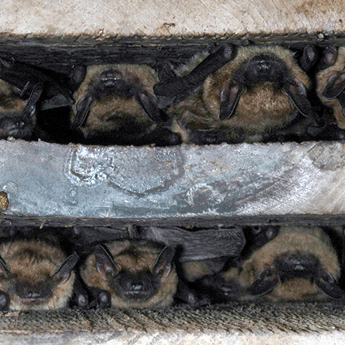 Bats 500x500.jpg
